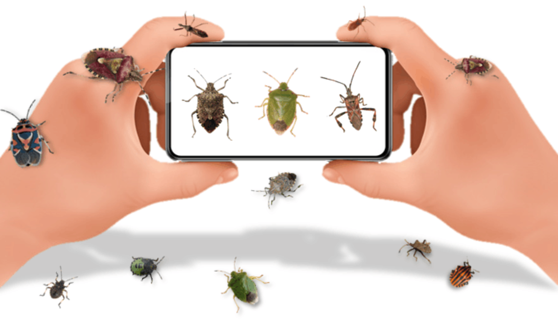 Punaise Des Bois Dans Ma Maison | Ventana Blog