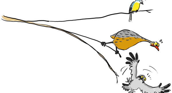 Lg illustration oiseaux gilles macagno
