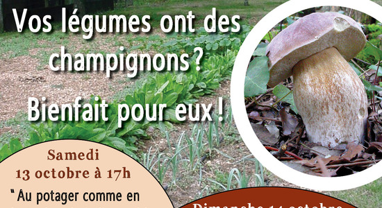 Lg evfevent cueillette de champignons 419019