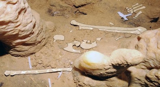 Lg ossements grotte de cussac   pascal mora   pcr cussac 530x350