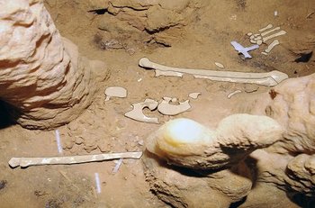 Xl ossements grotte de cussac   pascal mora   pcr cussac 530x350