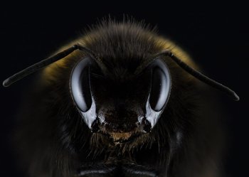 Xl abeille
