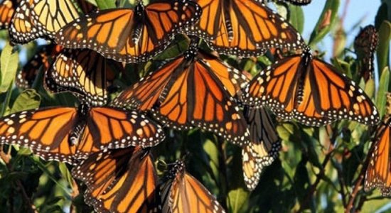 Lg papillons monarque sur plantes cdi