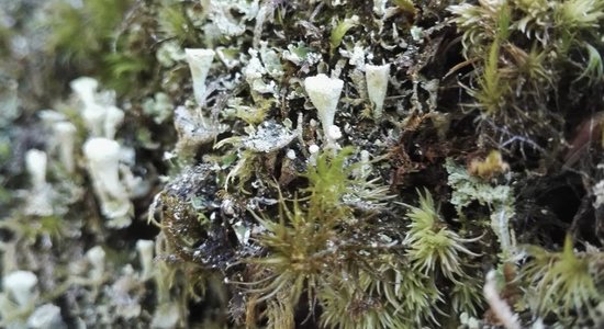 Lg mousses lichens